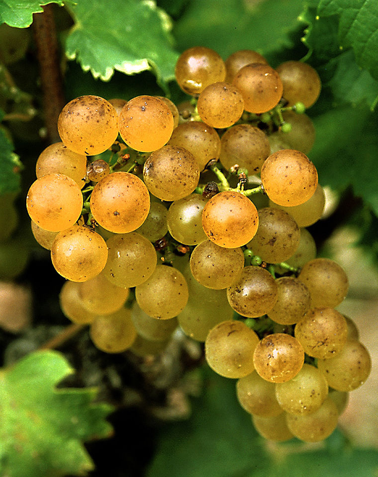 semillon